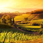 The world of wine: from the vineyard to the table