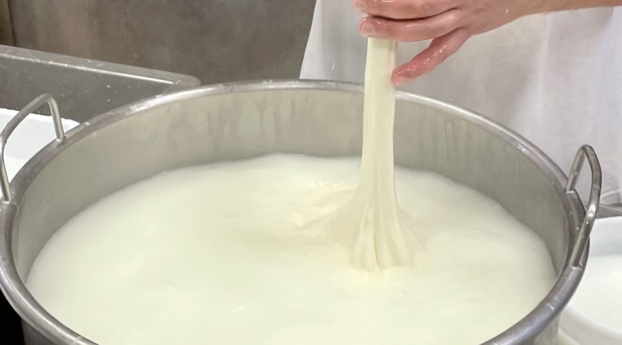 Local mastro casaro demonstrating cheese making in Pisa