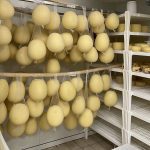 Mozzarella experience